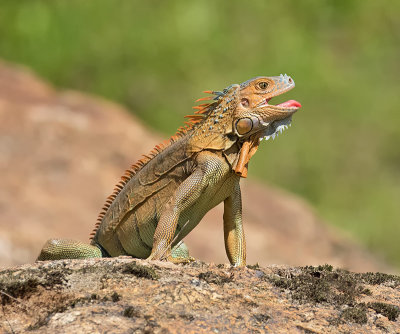 Green Iguana