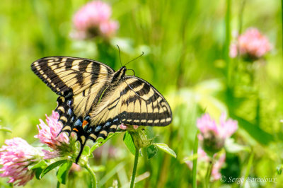 Papillon tigr du Canada