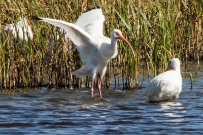 texas_birds