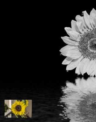 Sunflower B&W Before and After.jpg