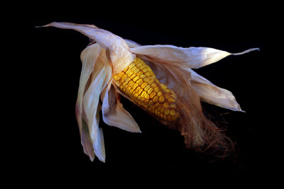 Corn-scape