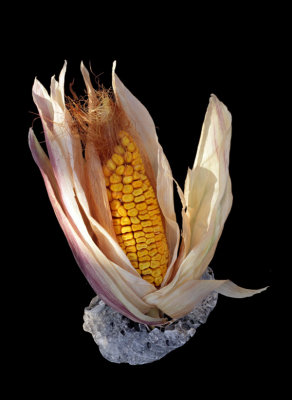 Corn piece for a still life III