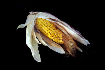 Corn piece for a still life IV