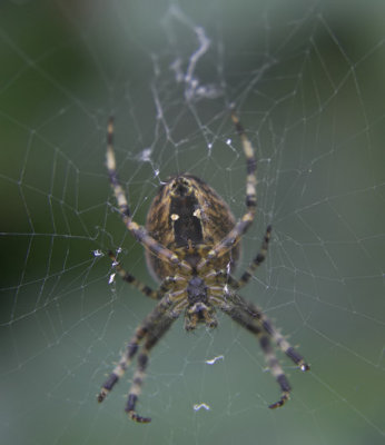 spider1.jpg
