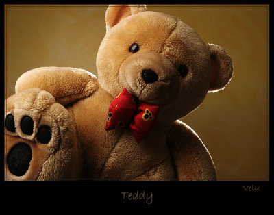 Teddy-frme.jpg