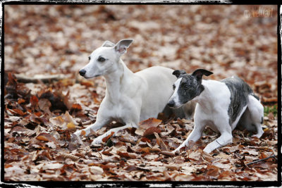 whippets