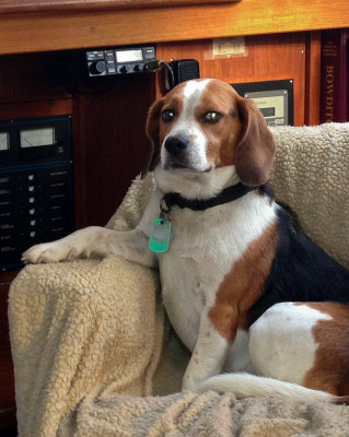 Augie the regal beagle