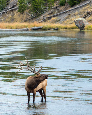 Bull Elk on the madison river