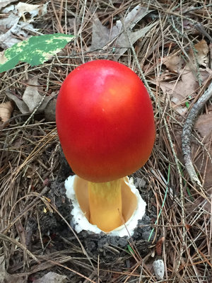 Amanita Jacksonii