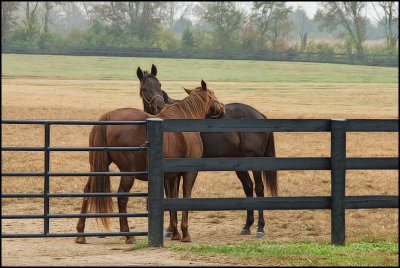 horses5334.jpg