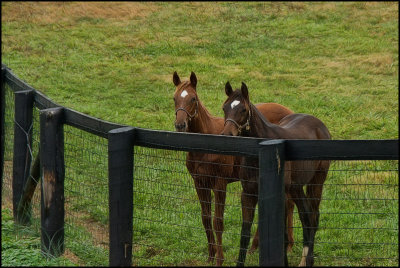 horses5280.jpg