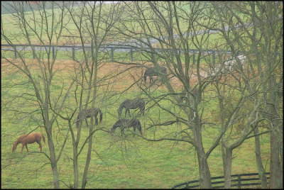 horses5270.jpg