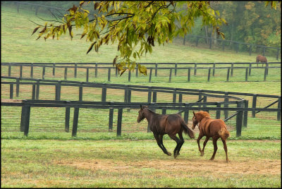 horses5254.jpg
