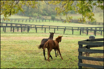 horses5249.jpg