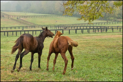 horses5243.jpg