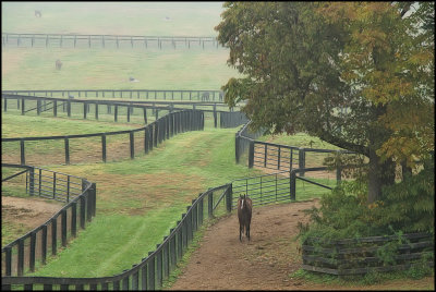 horses5221.jpg