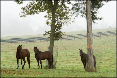 horses5101.jpg