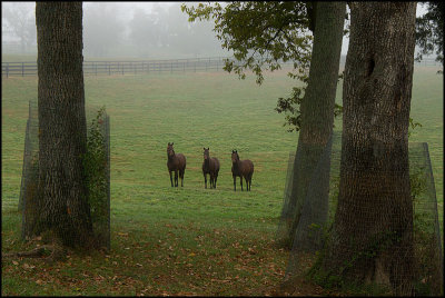 horses5085.jpg