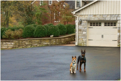 dogs5297.jpg