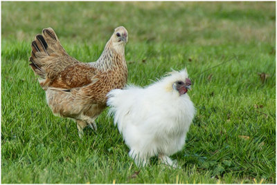 chickens4734.jpg