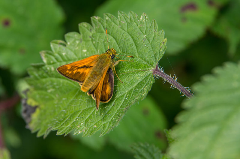 Thymelicus sylvestris (Dorada lnea larga)