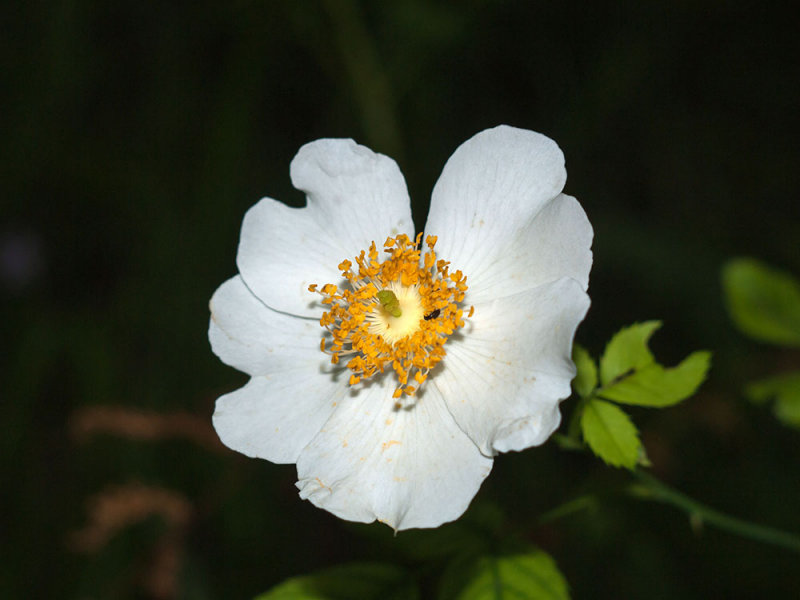 Carpenteria californica
