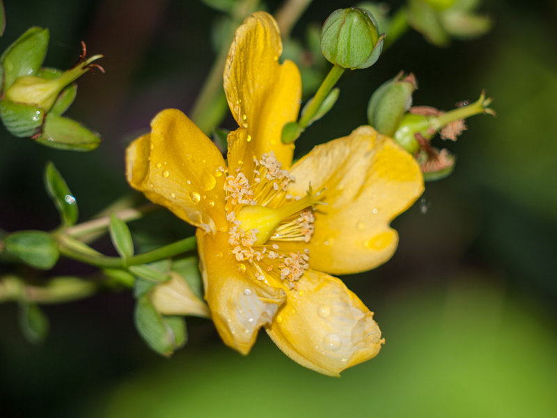 Hypericum