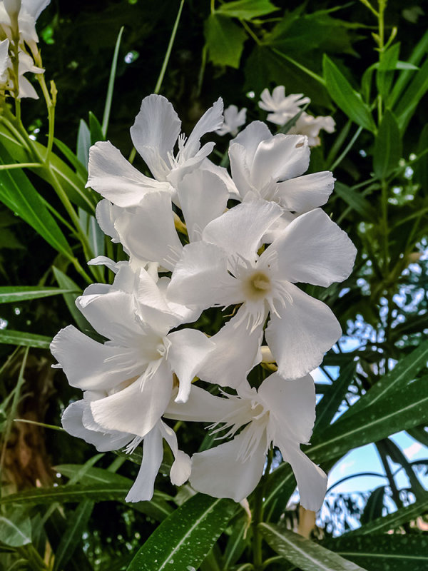 Adelfa (Nerium oleander)