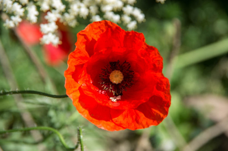 Amapola silvestre (Papaver rhoeas)