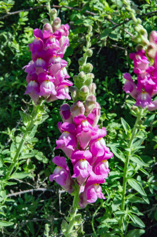 Boca de dragn (Antirrhinum majus)
