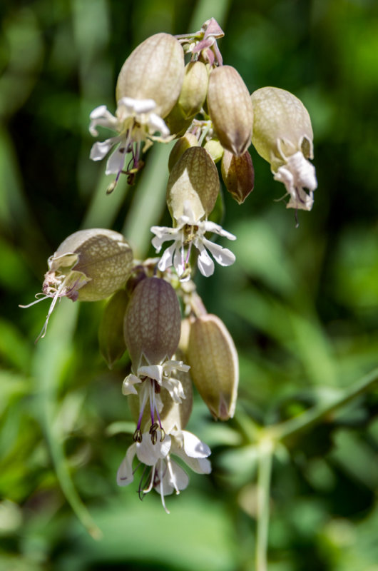 Colleja-Silene vulgaris