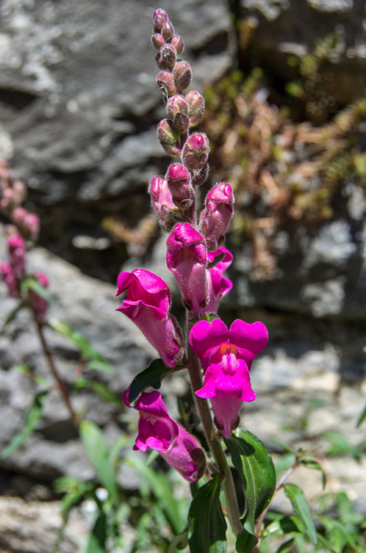 Boca de dragn (Antirrhinum majus)