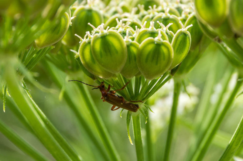 Long Horned Beetle (Oxycopis suturalis)