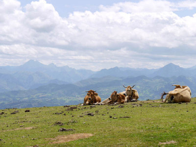 Vacas