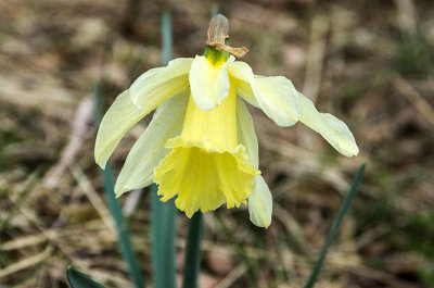 Narcissus Pseudonarcissus