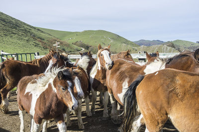 Caballos vacunndose