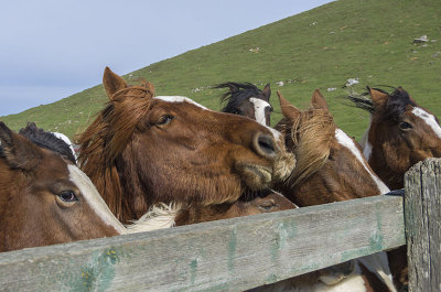 Caballos vacunndose