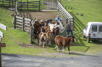 Caballos vacunndose