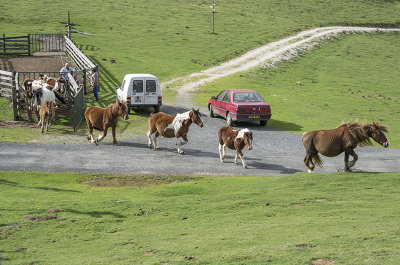 Caballos vacunndose