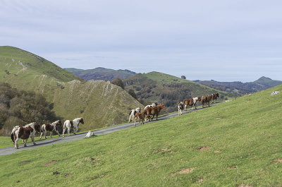 Caballos vacunndose