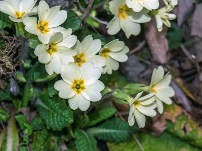 Primavera (Primula acaulis subsp. acaulis)