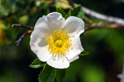 Carpenteria californica