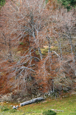 Carretera de Liza a Zuriza