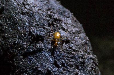 Aphoenops loubensi en la cueva de La Verna