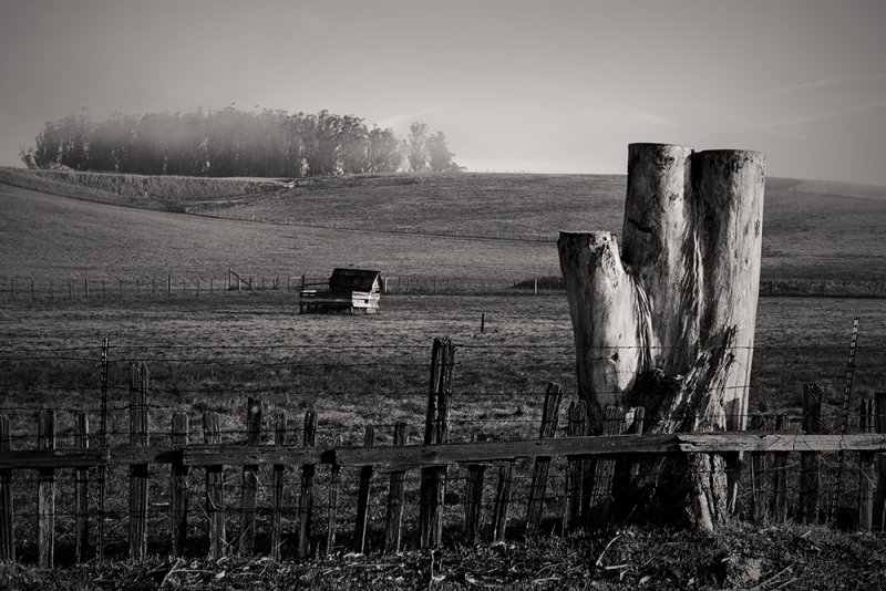 Pasture, Spring Hill Road, Petaluma