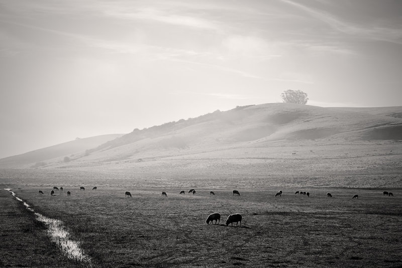 Sheep Ranch, Tomales
