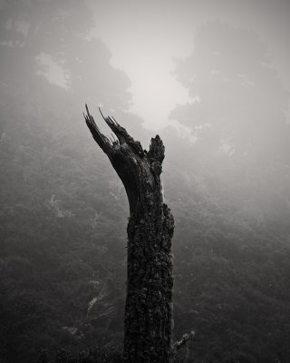 Broken Tree, Mt. Vision, Point Reyes