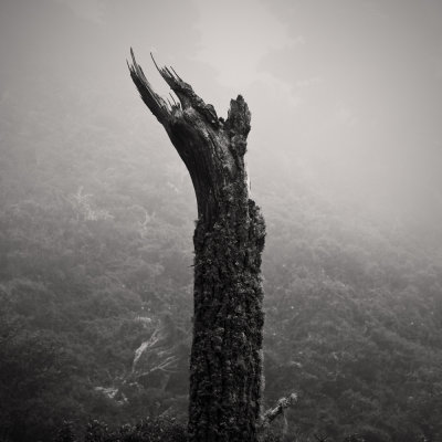 Broken Tree, Mt. Vision, Point Reyes
