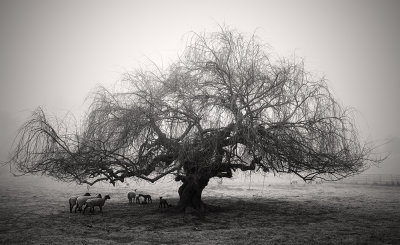 Willow Tree, Petaluma
