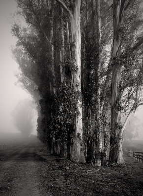 Eucalyptus Trees, Petaluma